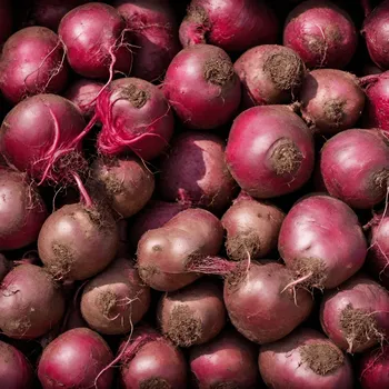 Rote Beete